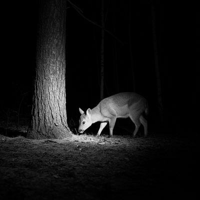 Vision nocturne infrarouge no-glow chevreuil de nuit camera de chasse